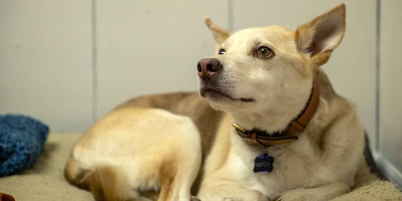 11Mitch, office dog at Bandy Dental in Holly, MI